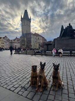 Belgický ovčák Malinois - 10 měsíční pes do spolumajitelství - 3