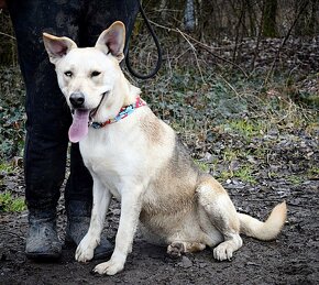 DELISO K ADOPCI - 2 ROKY, HODNÝ, KLIDNÝ,KONTAKTNÍ - 3