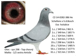 Poštovní holubi - 3