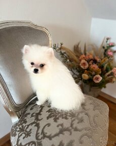 Mini Pomeranian - 3