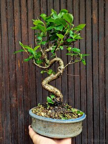 Bonsai, Bonsaj - Viburnum rufidulum, Kalina 1 - 3