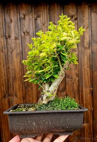 Bonsai, Bonsaj - Ptaci zob 1 - 3