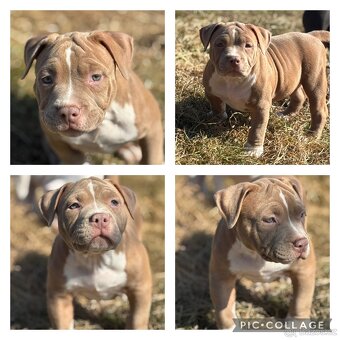 American bully - 3