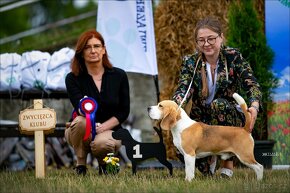 BEAGLE-after champions, smaller type - 3