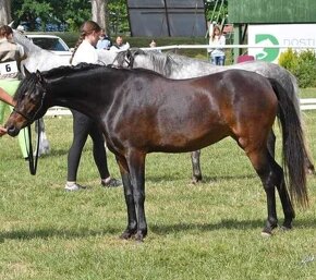 Prodám březí welsh pony - 3