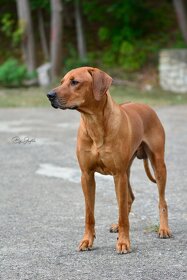 Krytí- chovný pes-Rhodeský ridgeback FCI - 3