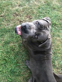 Cane corso ke krití - 3