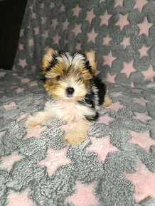 Biewer Yorkshire Terrier s PP - 3