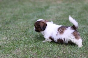 Shih-tzu, Shih tzu, si cu bez pp - 3