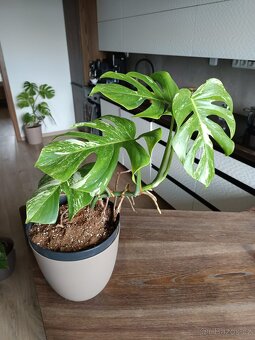 Monstera albo - 3