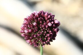 Allium sphaerocephalon - česnek kulatohlavý 1000 semen 50 Kč - 3