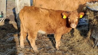 Masné tele -jalovice charolák  /red angus. - 3