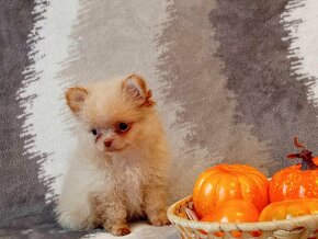 Kouzelný Pejsek - NŠ/Pomeranian - Bez PP - Cream - 3