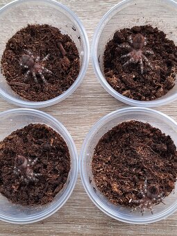 Sklípkani Acanthoscurria geniculata - 3