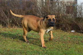 boerboel ballotada - 2 překrásné feny-GARANCE DKK,DLK,OCD - 3