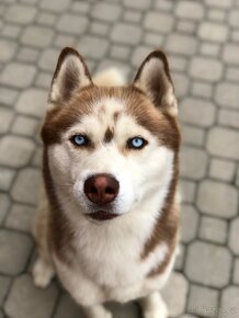 Husky krytí - 3