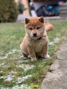 Shiba inu - 3