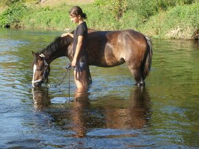 Klisnička Welsh pony, sekce B na prodej - 3