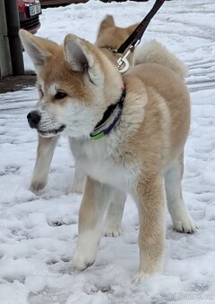 Akita Inu štěňátka s průkazem původu -  PP - 3