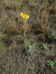 Smil písečný Helichrysum arenarium 500 semen 50 Kč - 3