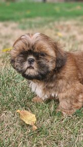 Shih-tzu s PP (shi-cu, shih-tzu, shi-cu, shi-tzu) - 3