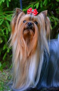 Jorkšírský teriér / Yorkshire Terrier s PP (FCI) - 3