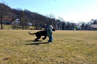 Cane corso černý krycí pes - 3