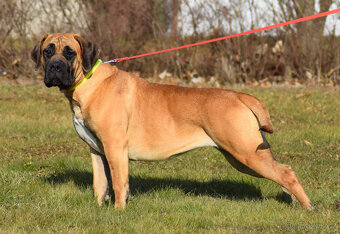 BOERBOEL  BALLOTADA  --VALERIE + VALENTÝNA - 3