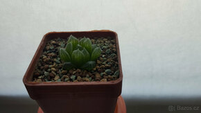 Haworthia cooperi var. gordoniana (Zuurbron) - 3