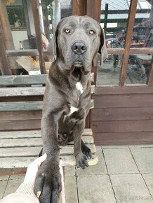 Cane corso šedý ke krytí - 3