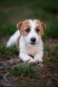 Jack russell teriér - pejsek s pp na prodej - 3