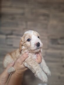 Maltipoo - 3