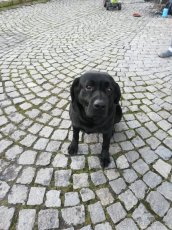 Nabízím ke krytí psa plemene Labrador retriever černé barvy - 3