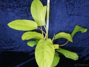 Philodendron malay gold (Lemon lime) svítivě žlutý - 3