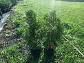 Thuja - 3