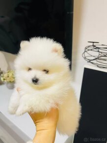 Mini Pomeranian - 3