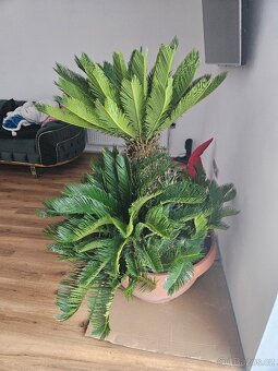 prodám krásný velký Cycas Revoluta - 3