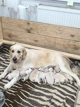 Zlatý retrívr/zlatý retriever/golden retriever - 3