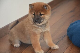 Shiba inu s průkazem původu - 3