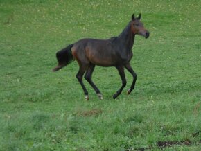 Prodám hřebce KK po Conthedo Kinsky (Cola-Contender) - 3