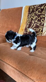 Kříženec Maltipoo/Boloňský psík - poslední štěňátko - 3