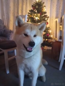 Akita inu ke krytí s PP - 3