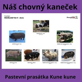 Kune předání po ČR Rodiče s PP Socializace i k dětem - 3