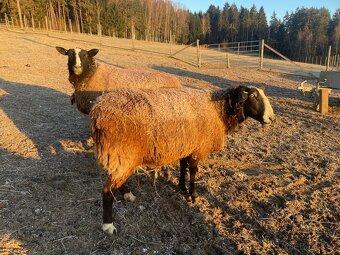 Ovce Zwartbles - 3