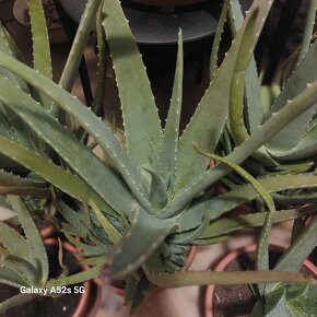 Aloe vera pravá - 3