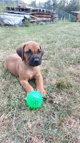 Rhodéský ridgeback - štěňata bez PP - 3