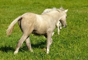 Prodám hřebečka Welsh pony, sekce B, s PP. - 3