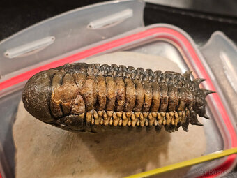 Trilobit Crotalocephalus Gibbus - 3