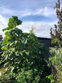 Paulovnia, Paulovnie, Paulownia Plstnatá - Císařský strom - 3