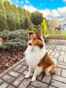 Nabízím psa Sheltie ke krytí- Plzeň - 3